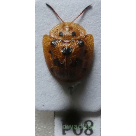 Cassidae sp. Philippines89d